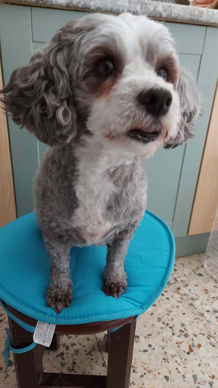 centro veterinario la villa veterinario centro en san sebastian de la gomera en santa cruz de tenerife principalImage ADOPTA Sitios Pet Friendly