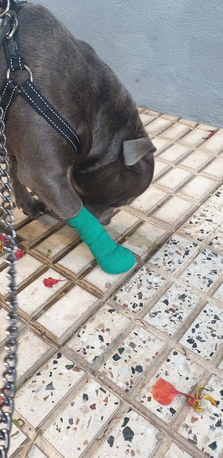 Clínica Veterinaria Arka de Noe