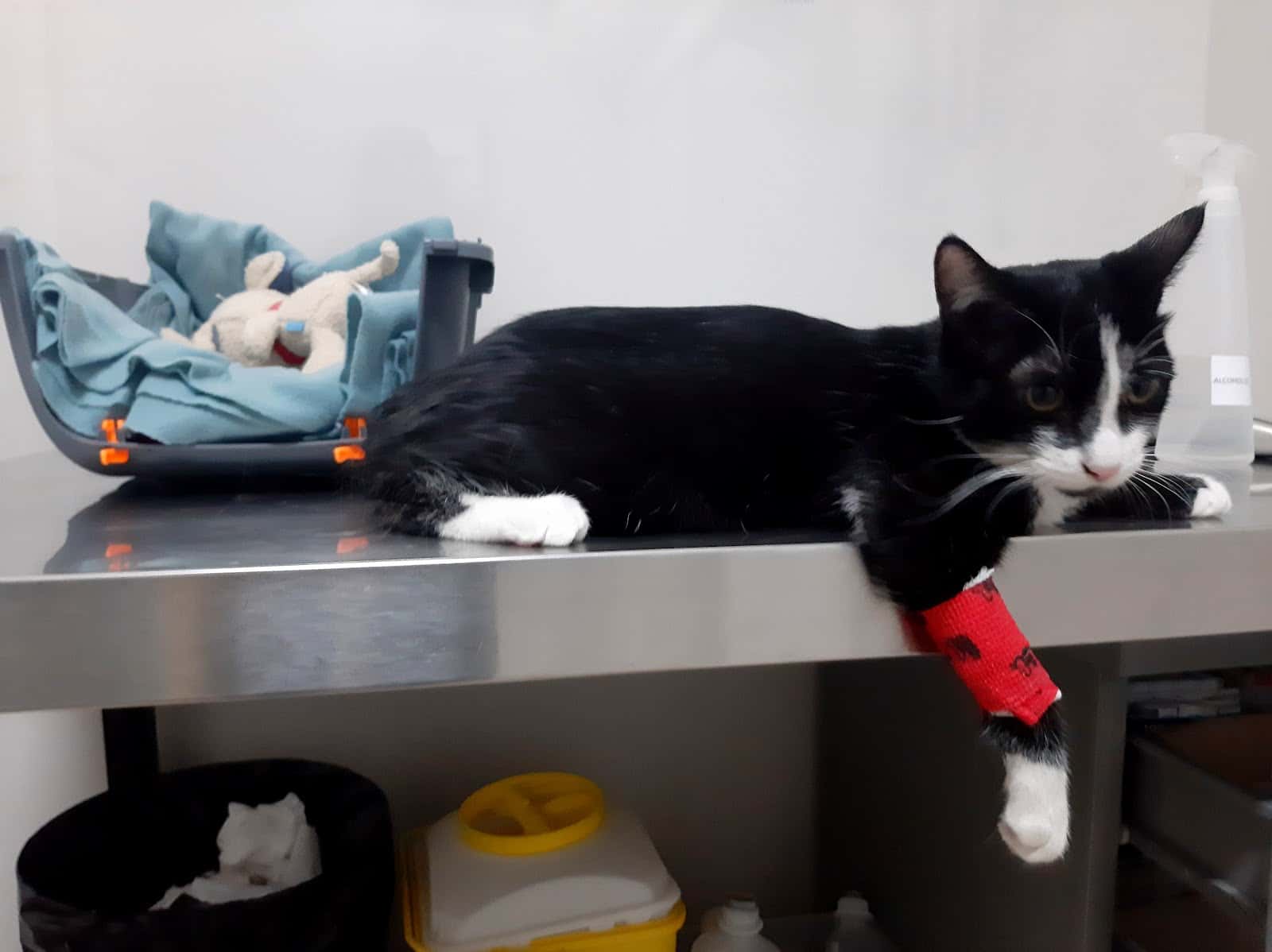 Clínica Veterinaria Arka de Noe