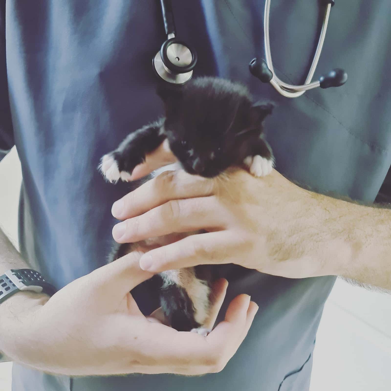 Veter Sana veterinarios