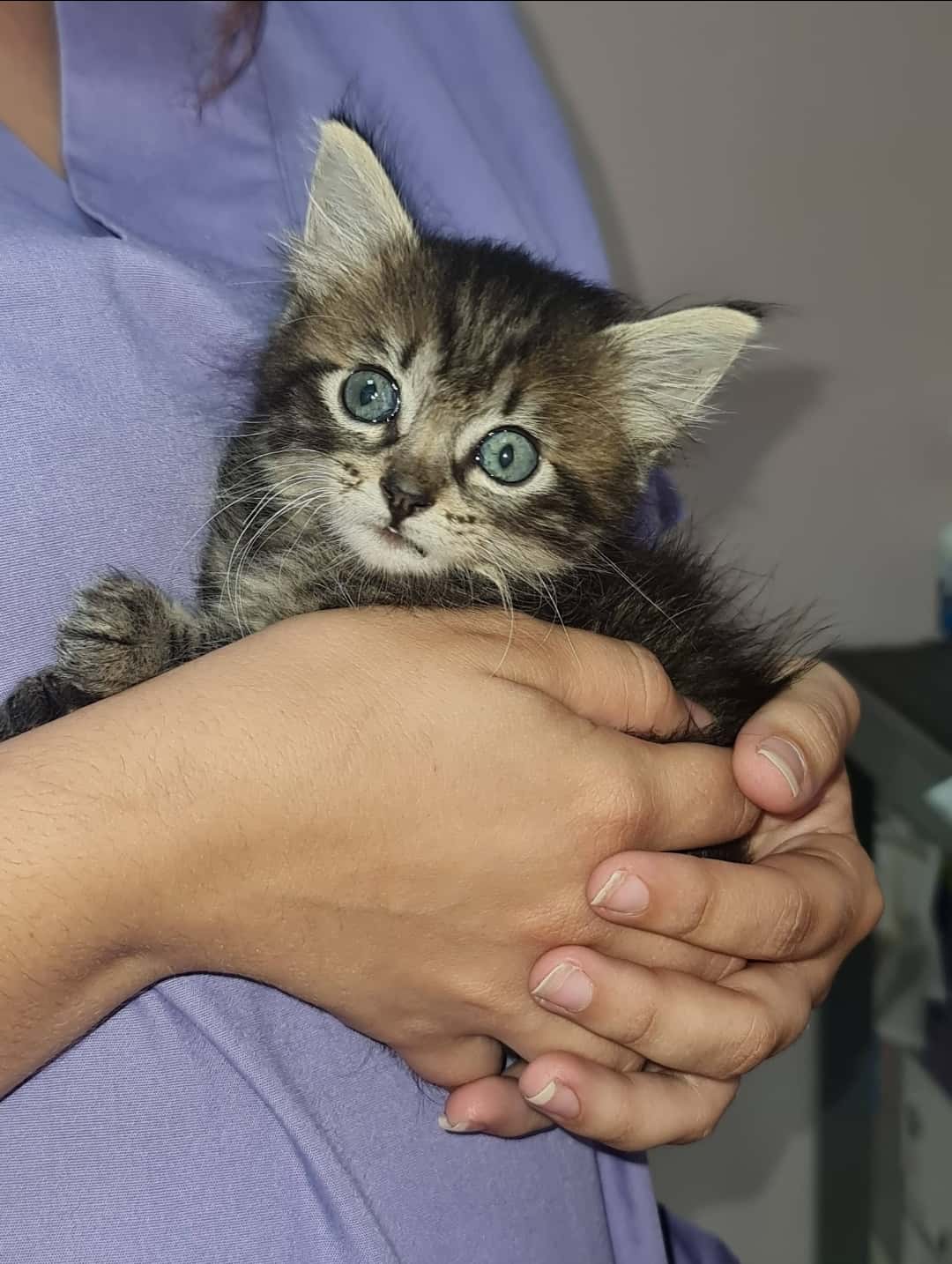 veter sana veterinarios veterinario centro en candelaria en santa cruz de tenerife principalImage ADOPTA Sitios Pet Friendly