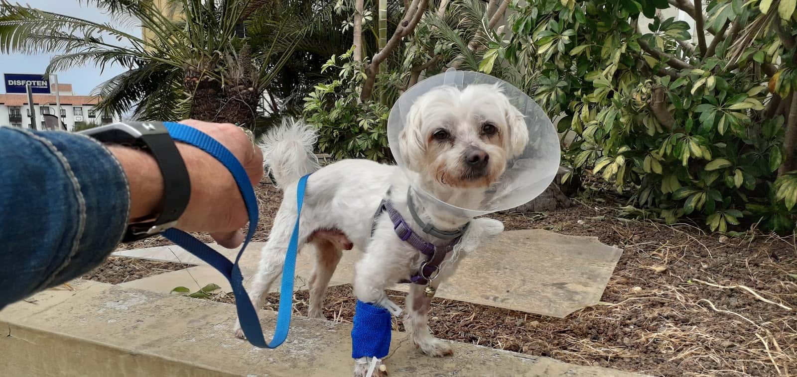 Clínica Veterinaria El Mayorazgo