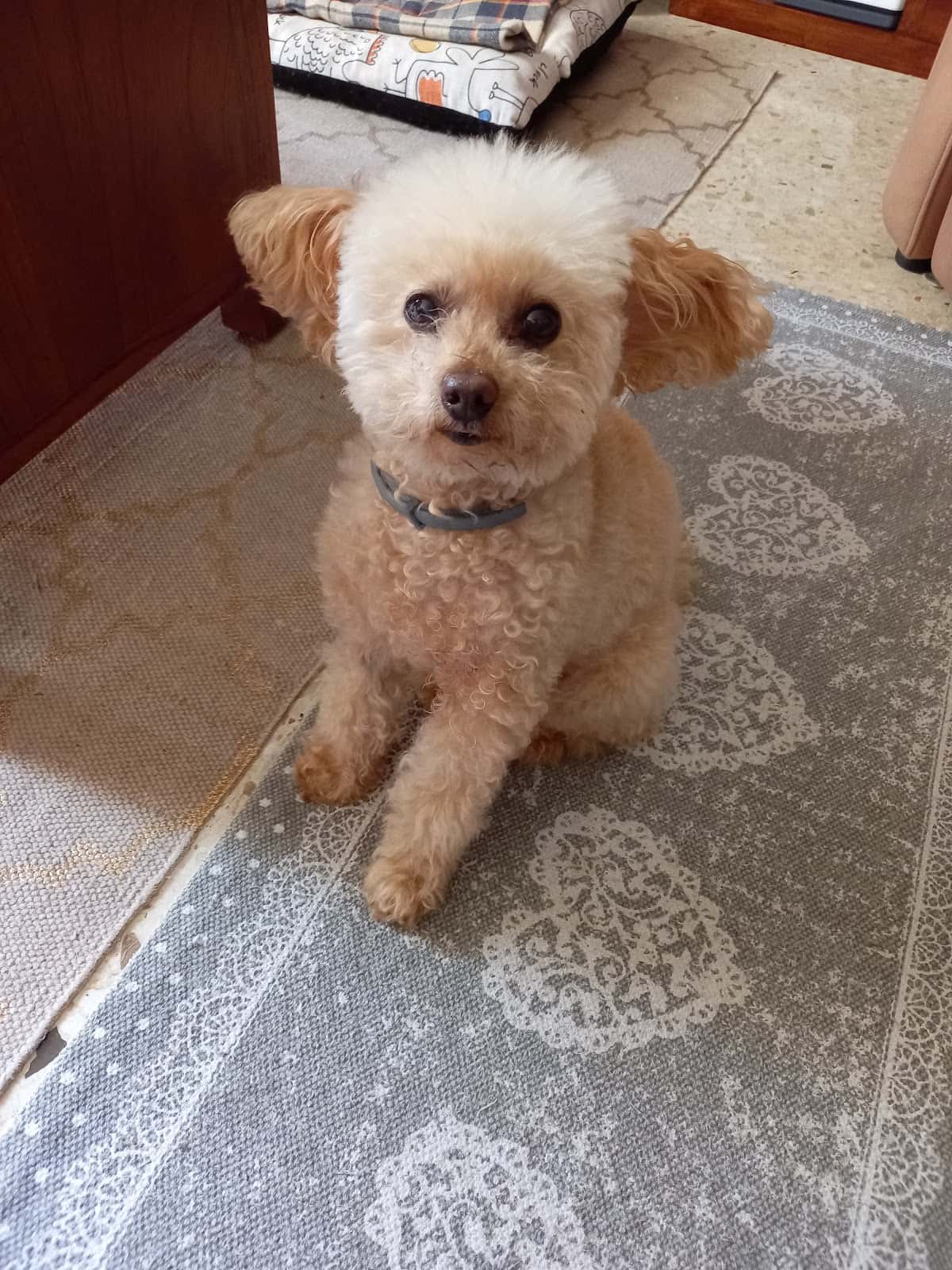 Clínica Veterinaria El Mayorazgo