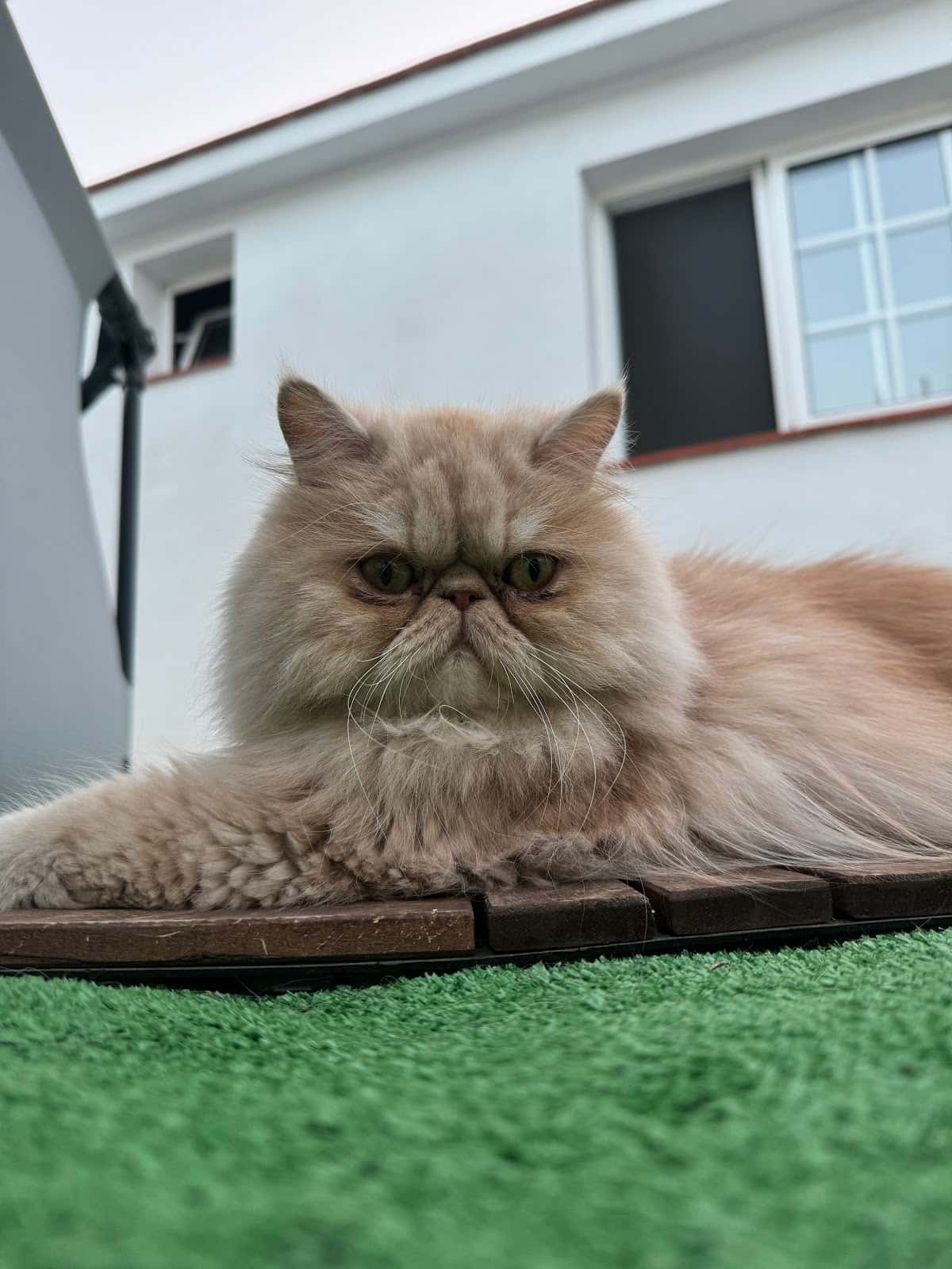 Clínica veterinaria Güímar
