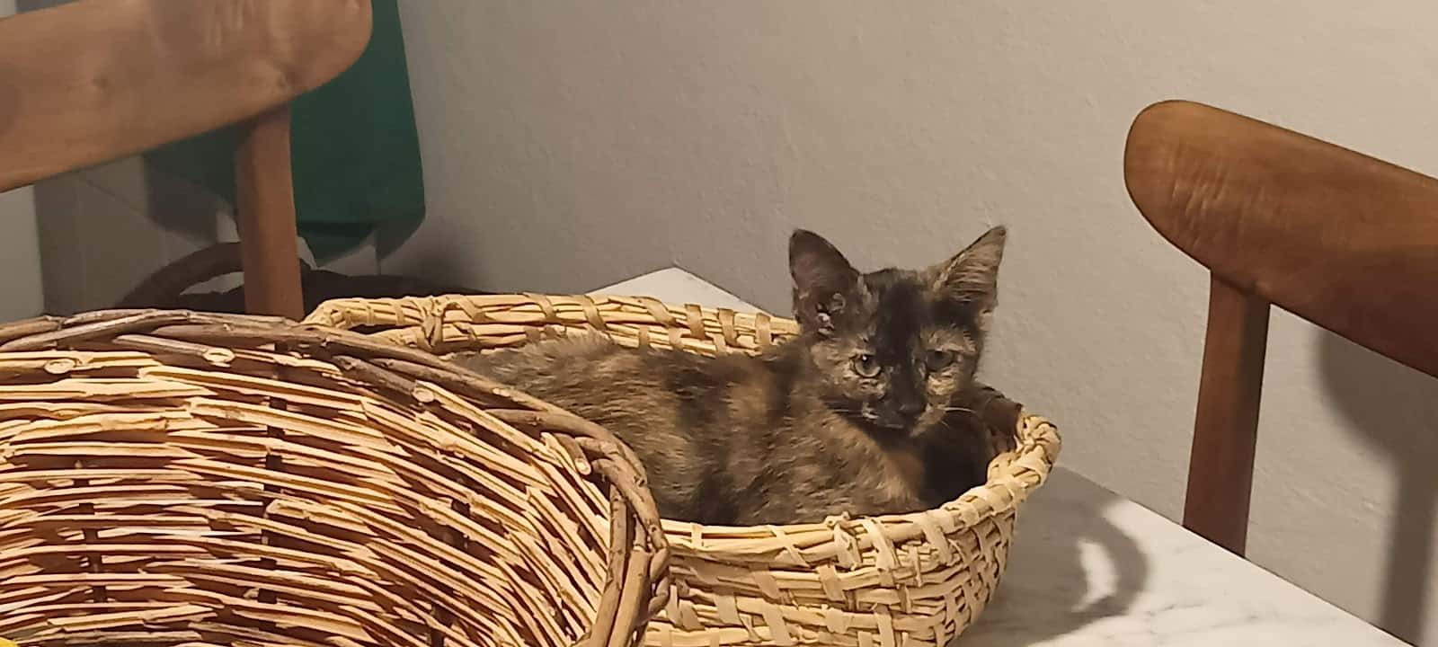 Clínica veterinaria Güímar