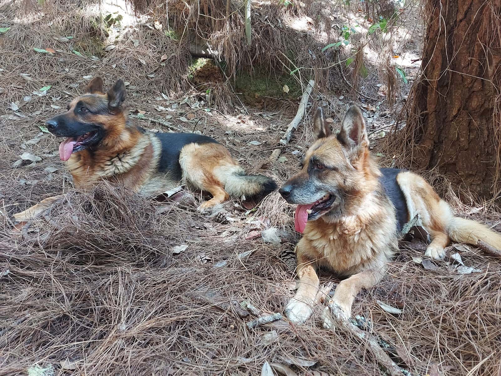 Clínica veterinaria Güímar