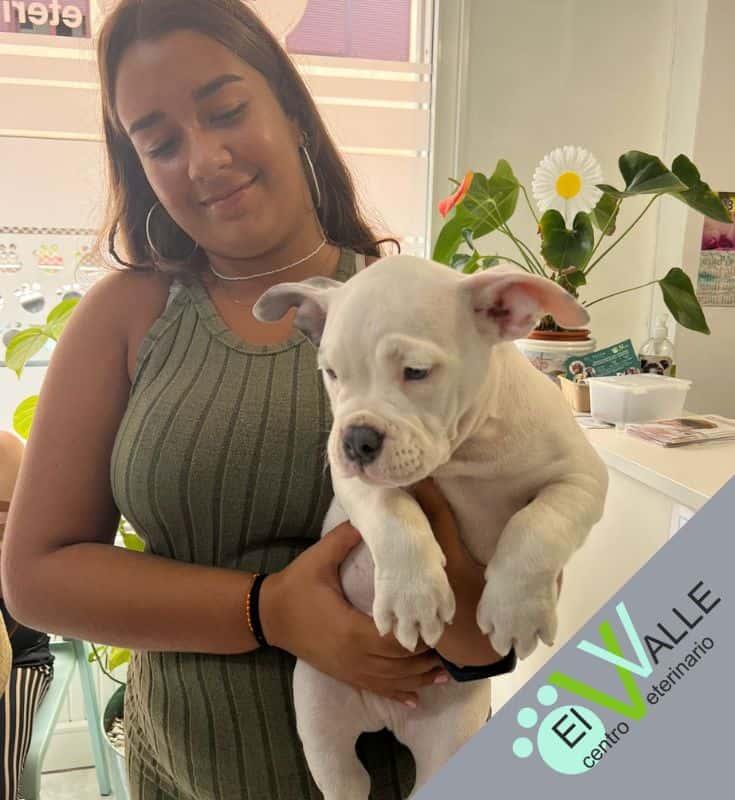 centro veterinario el valle veterinario centro en guimar en santa cruz de tenerife principalImage ADOPTA Sitios Pet Friendly