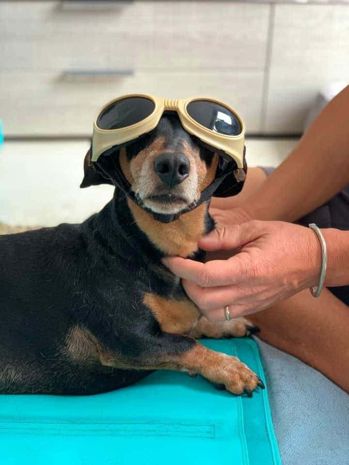 Rehabilitación Veterinaria Tenerife