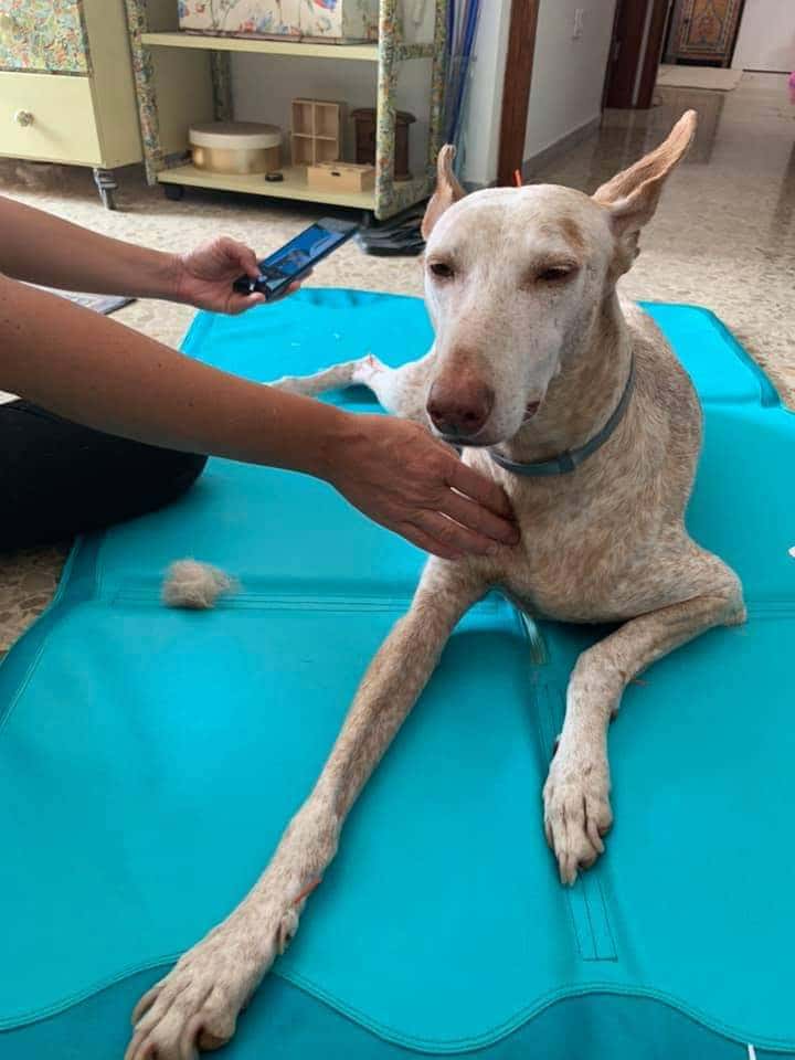 Rehabilitación Veterinaria Tenerife