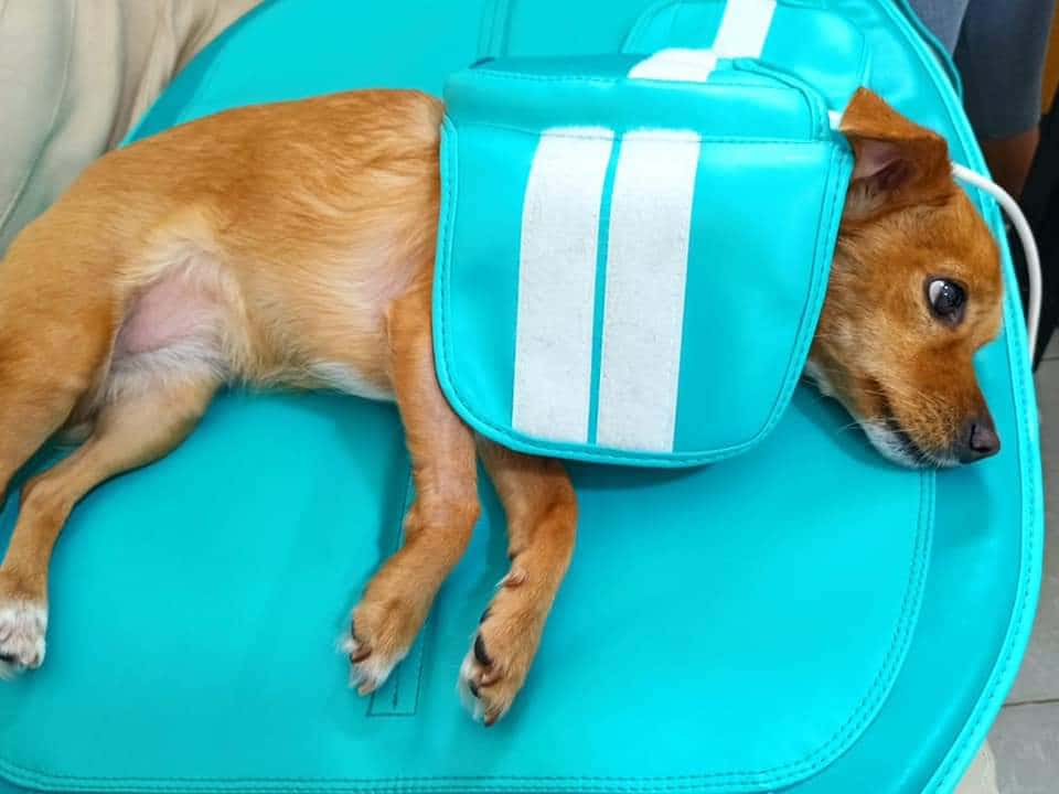Rehabilitación Veterinaria Tenerife