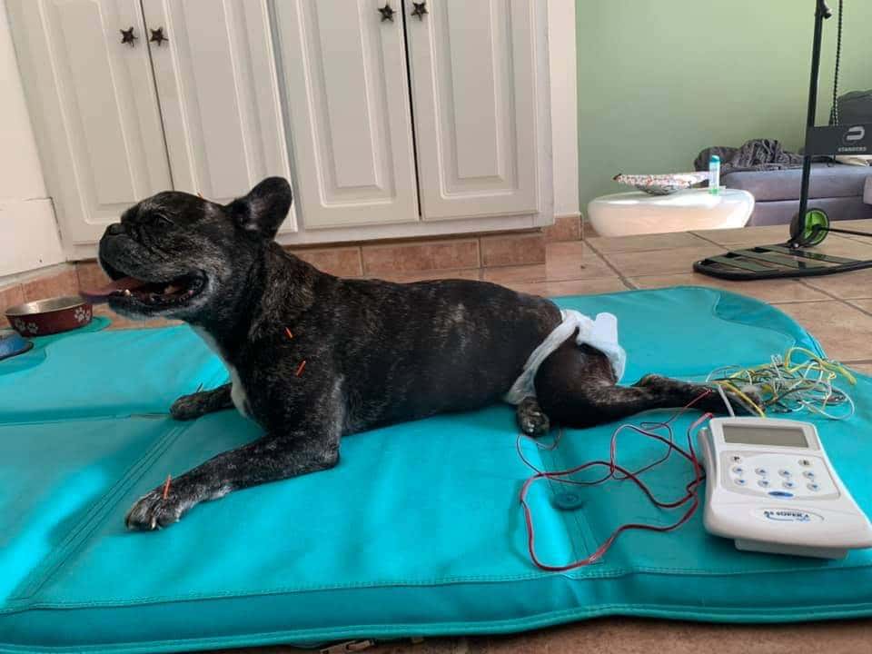 Rehabilitación Veterinaria Tenerife