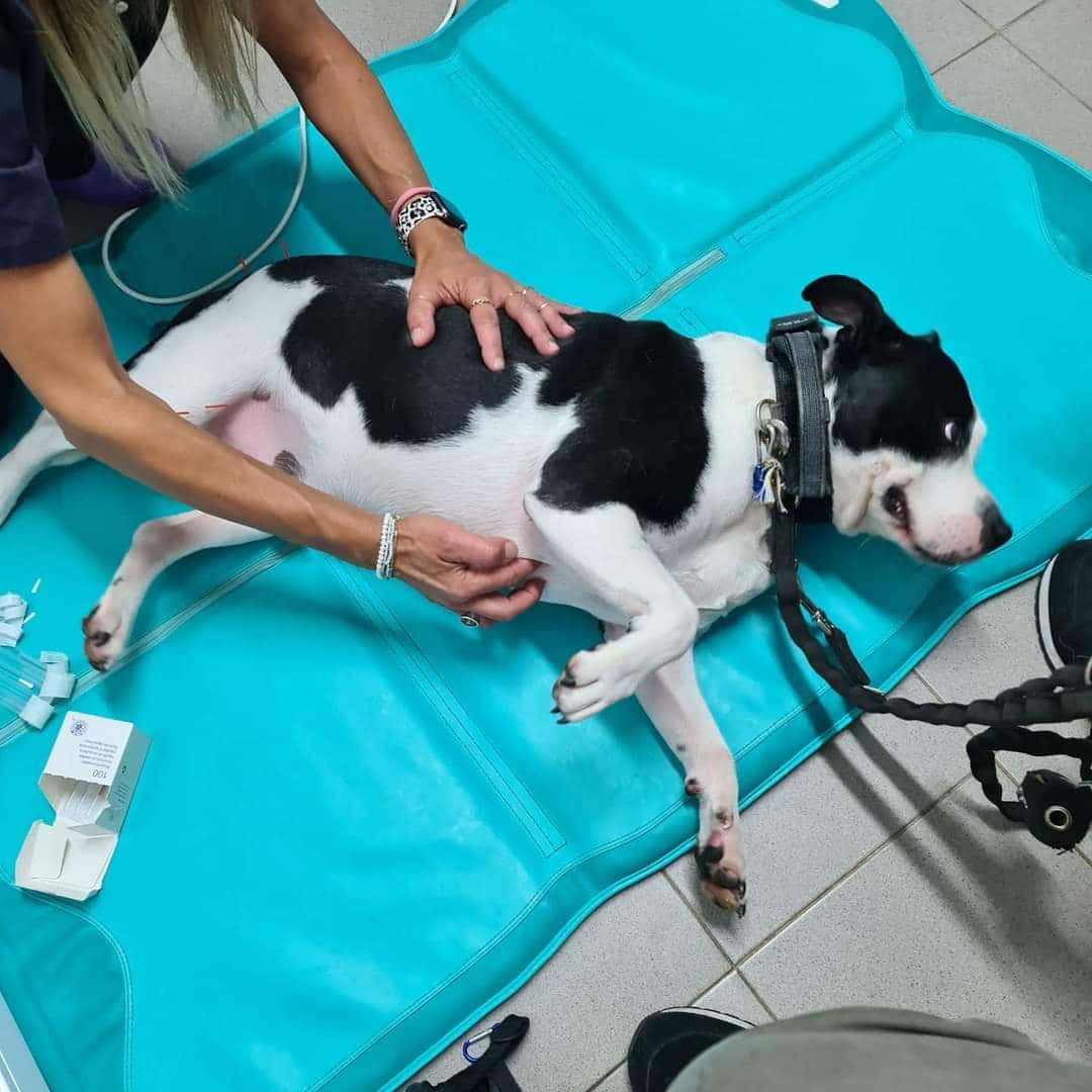 rehabilitacion veterinaria tenerife veterinario centro en candelaria en santa cruz de tenerife principalImage ADOPTA Sitios Pet Friendly
