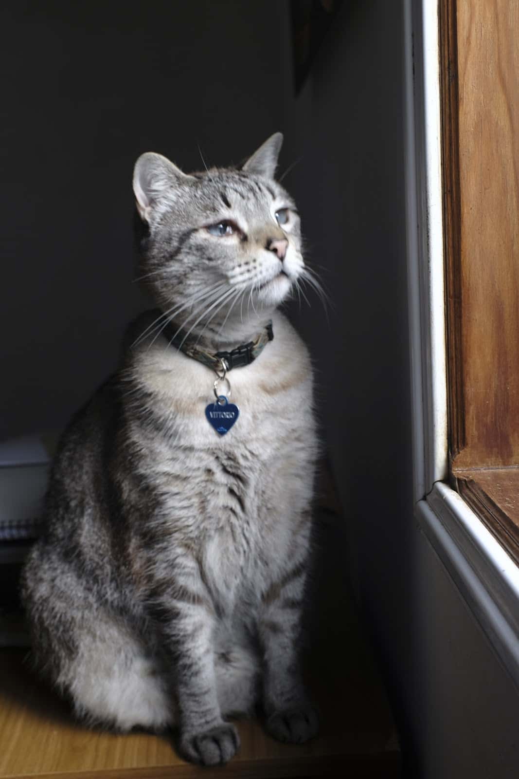 CLÍNICA VETERINARIA LA ESPERANZA