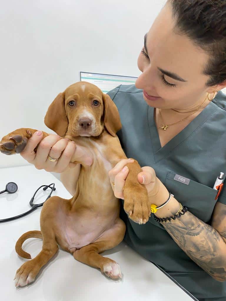 Clínica Veterinaria Ciavet