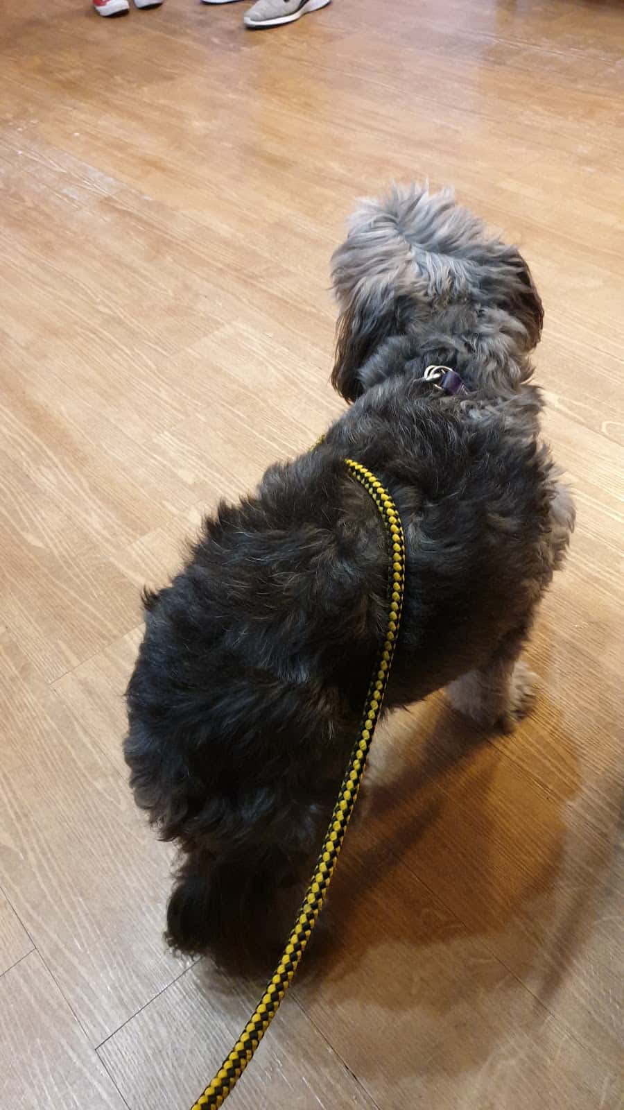 Clínica Veterinaria los Cuartos