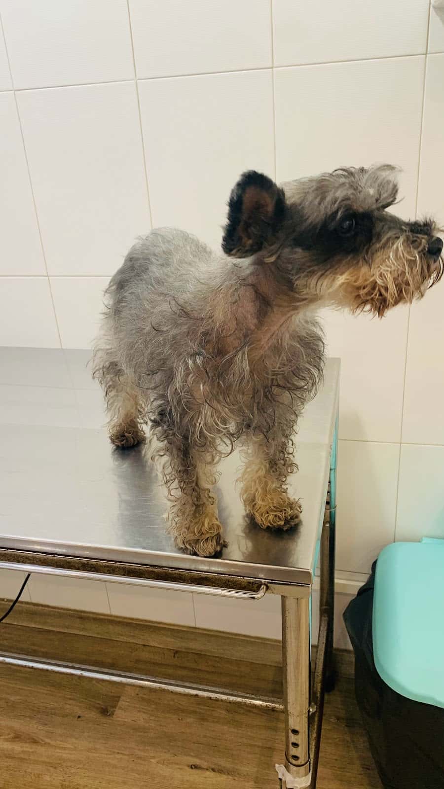 Clínica Veterinaria los Cuartos