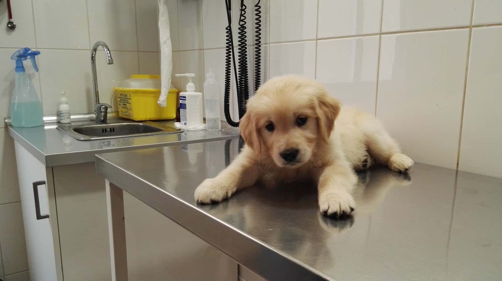 clinica veterinaria los cuartos veterinario clinica en la orotava en santa cruz de tenerife principalImage ADOPTA Sitios Pet Friendly