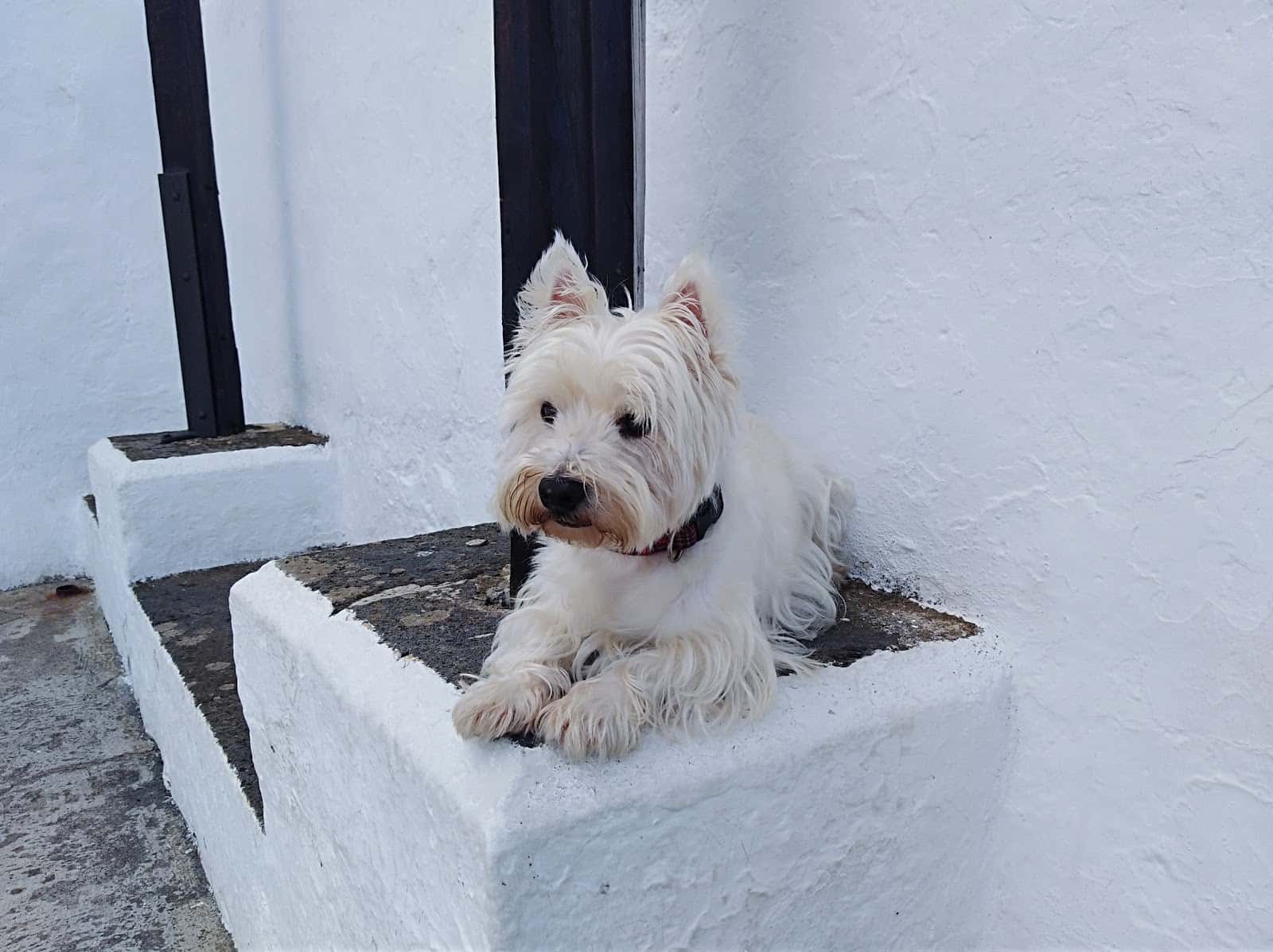 Clínica veterinaria Icod
