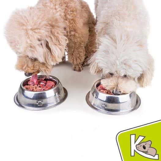 Koala Mascotas Icod de los Vinos