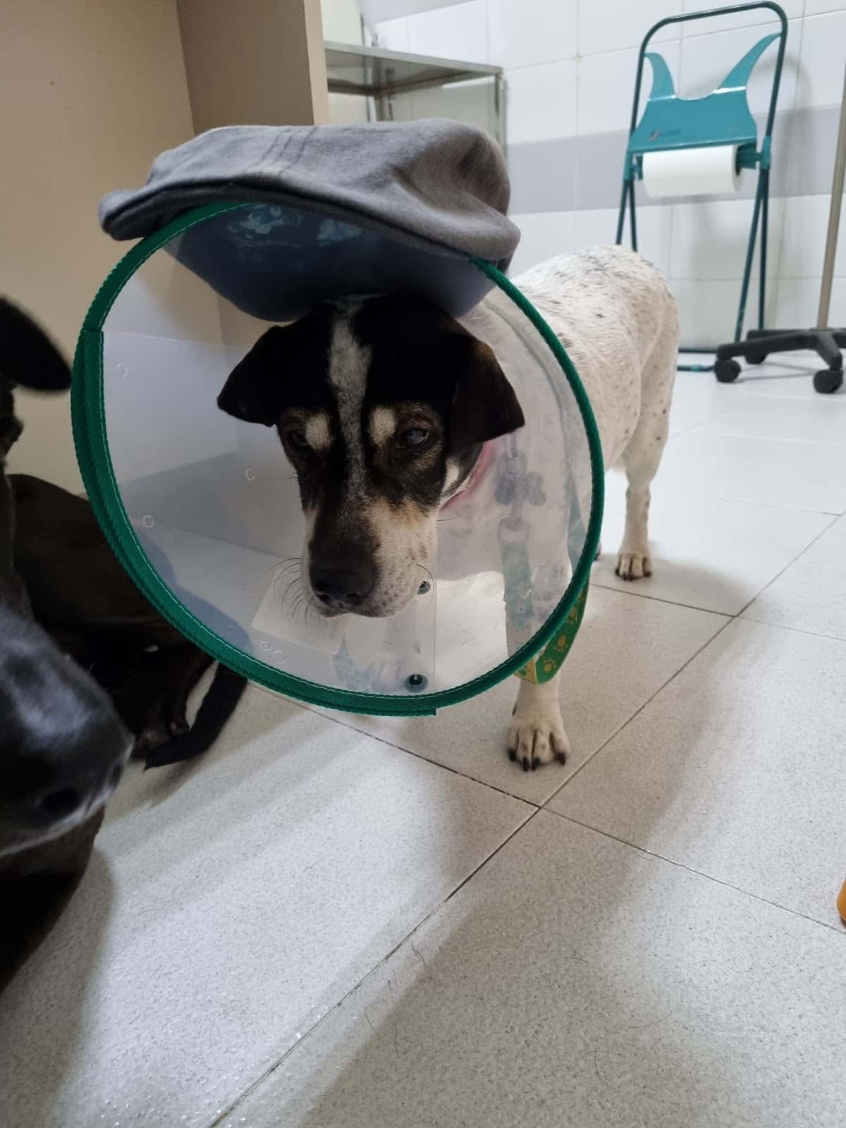 Clínica Veterinaria San Isidro