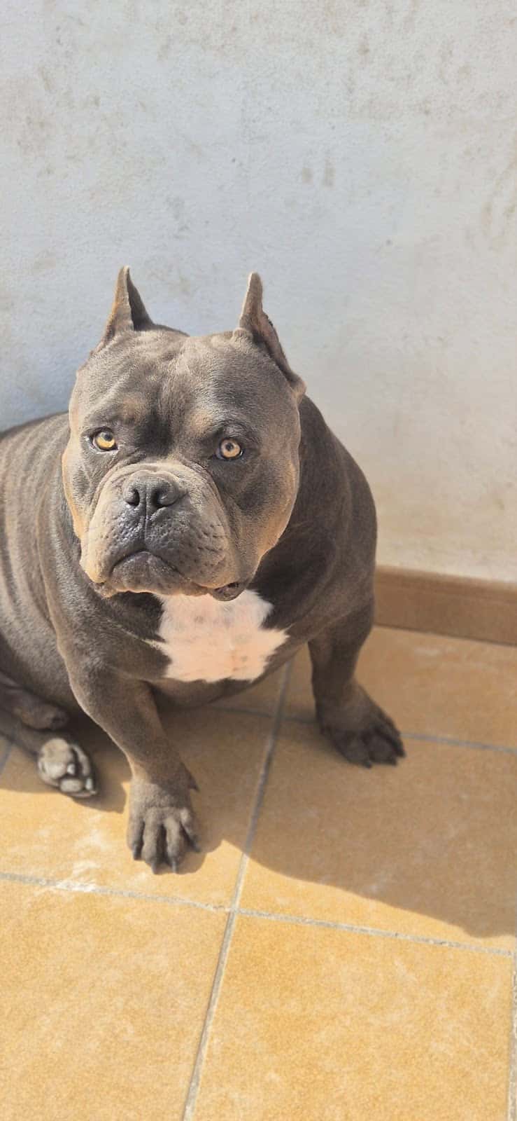Clínica Veterinaria San Isidro