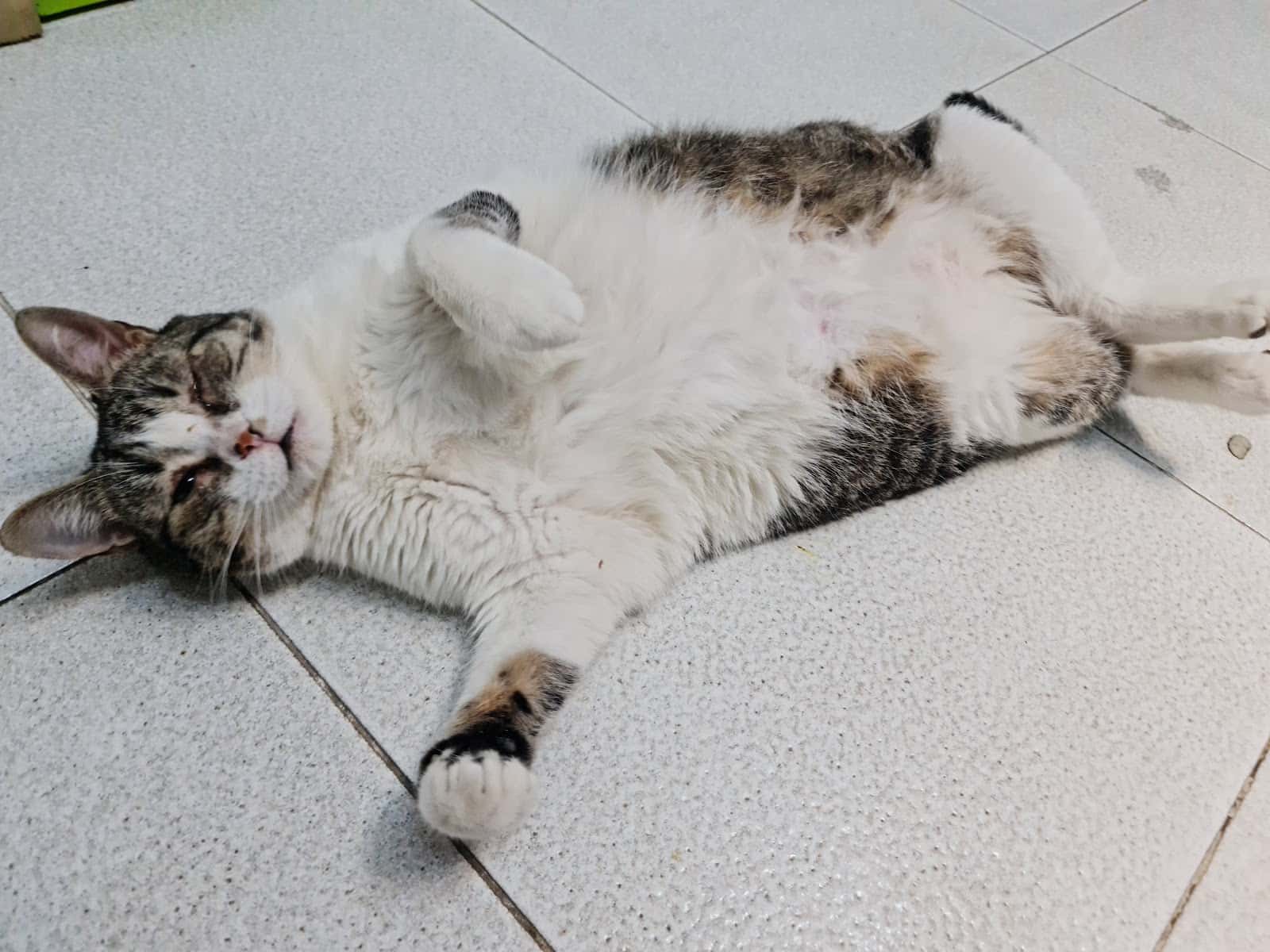 Clínica Veterinaria San Isidro