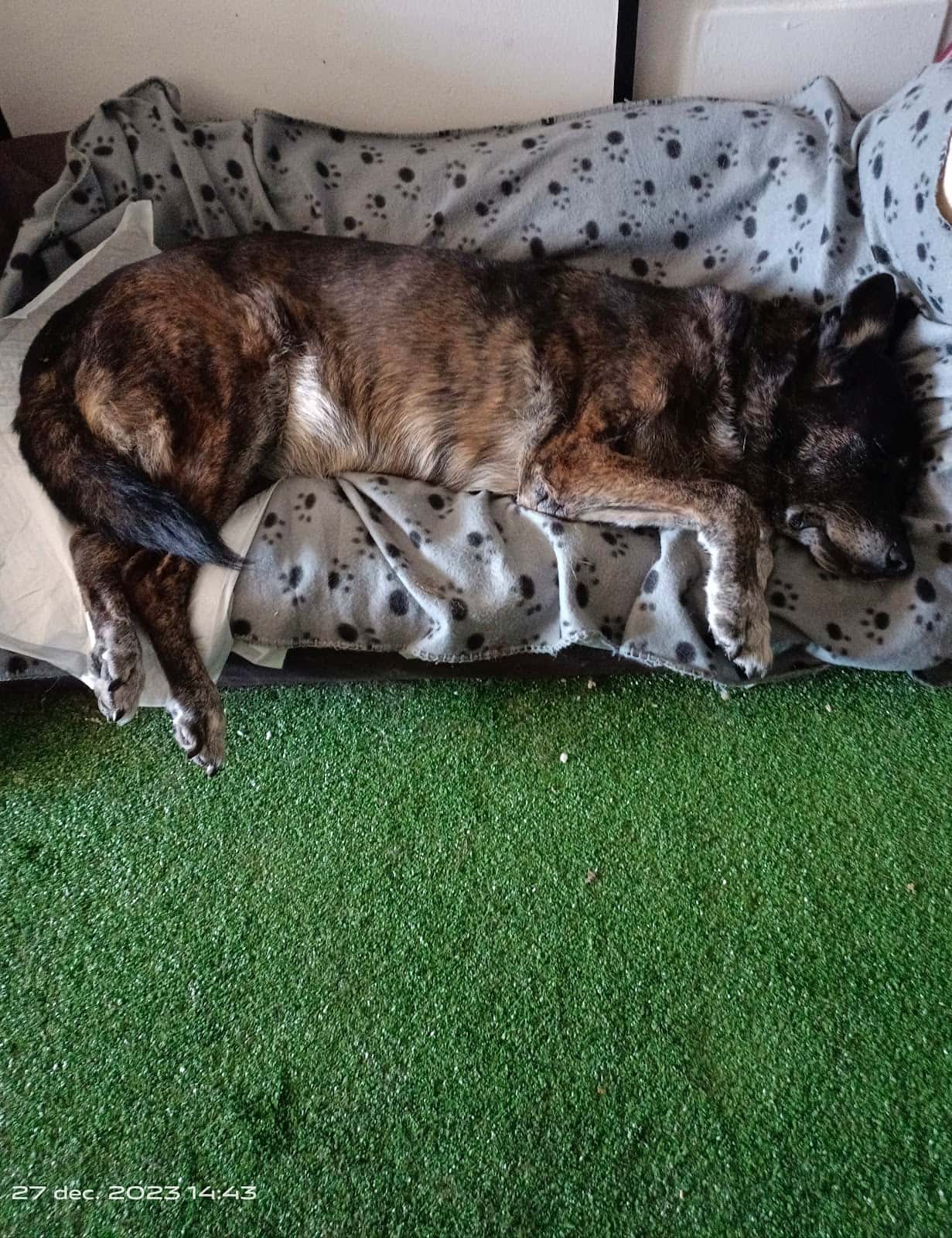 Clinica Veterinaria Huesos