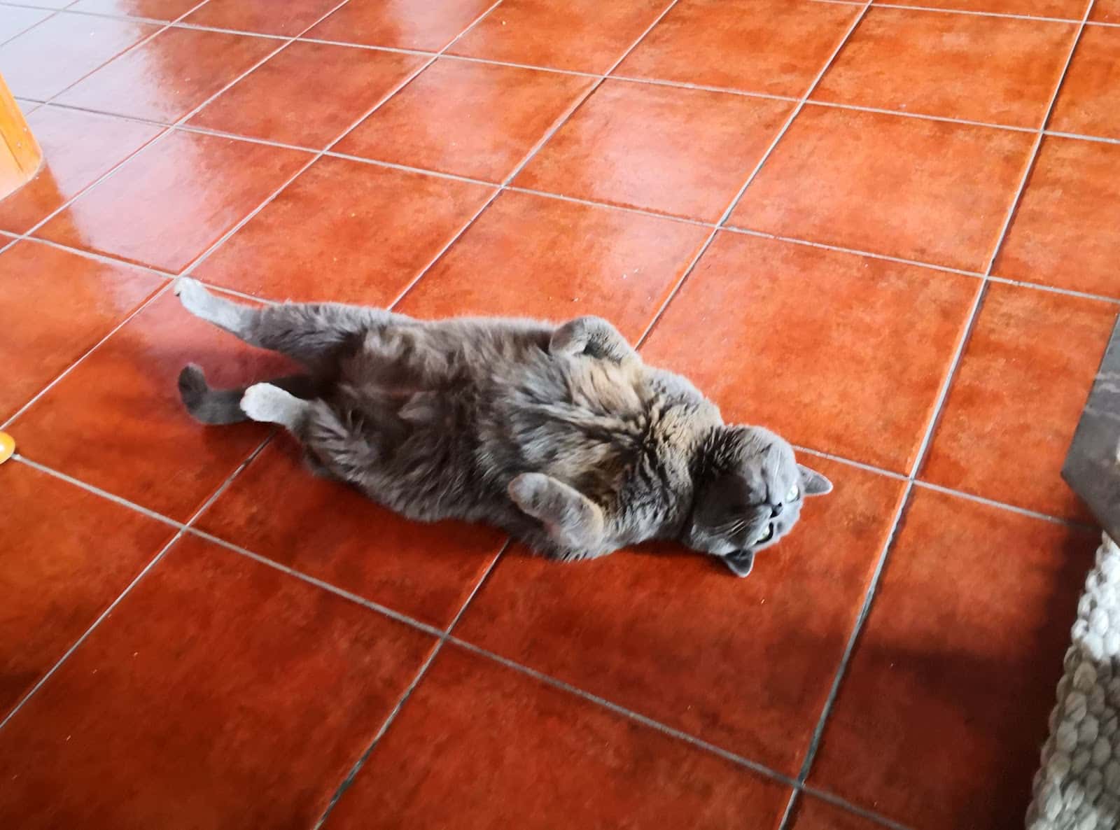 Clinica Veterinaria Huesos