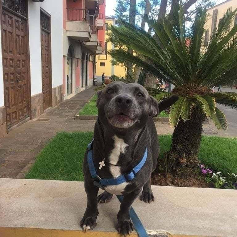 Hospital Veterinario Patas Y Colas