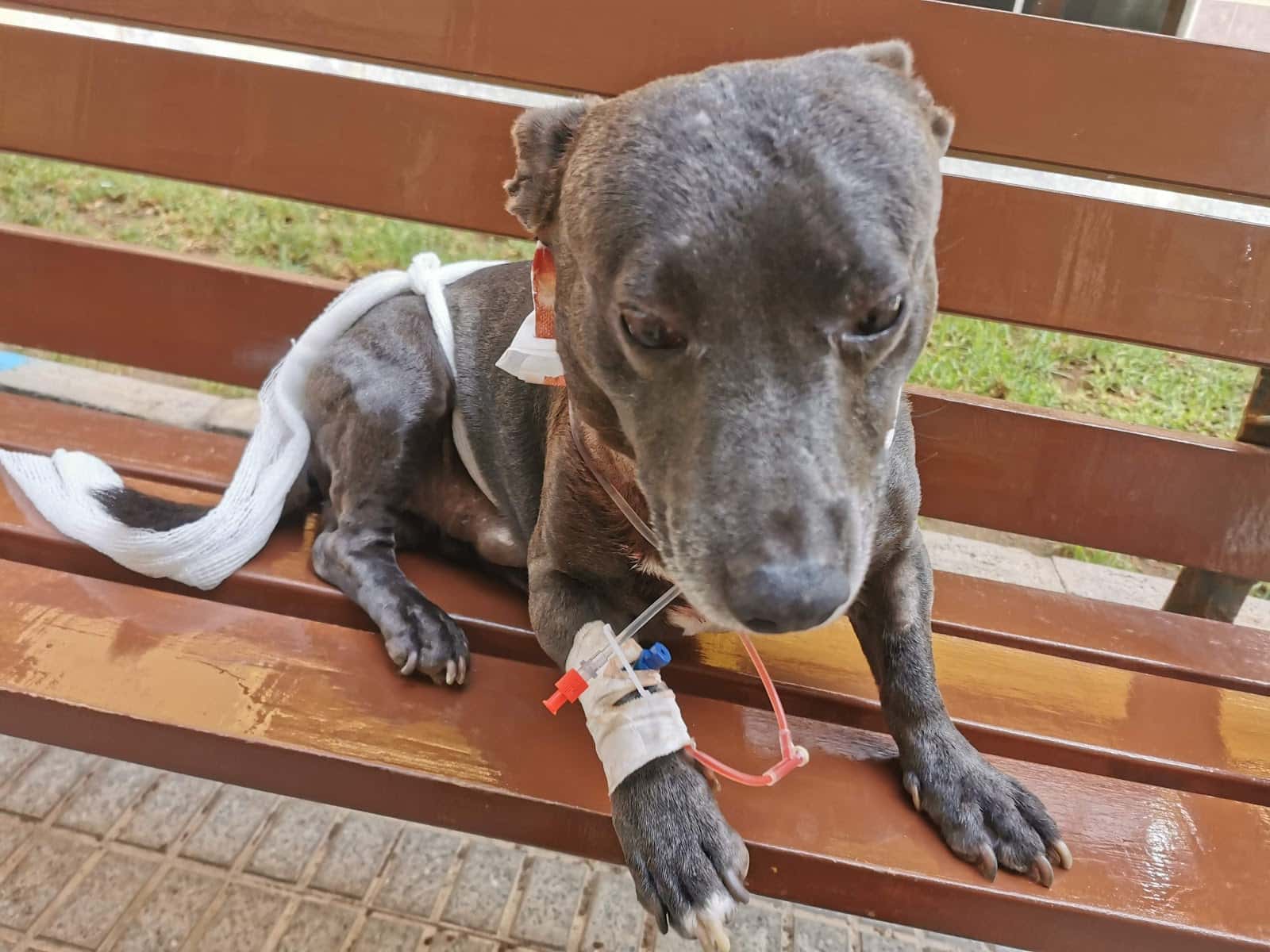 Hospital Veterinario Patas Y Colas