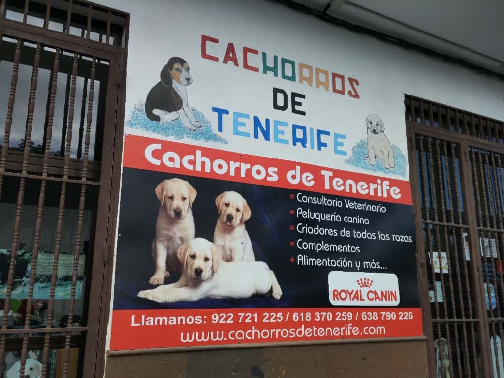 cachorros de tenerife s c veterinario centro en buzanada en santa cruz de tenerife principalImage ADOPTA Sitios Pet Friendly