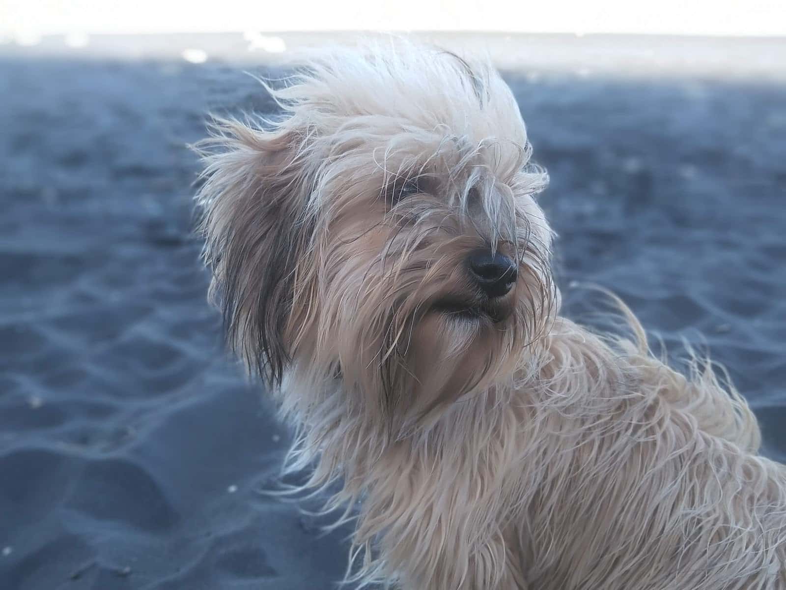 Pet Manía