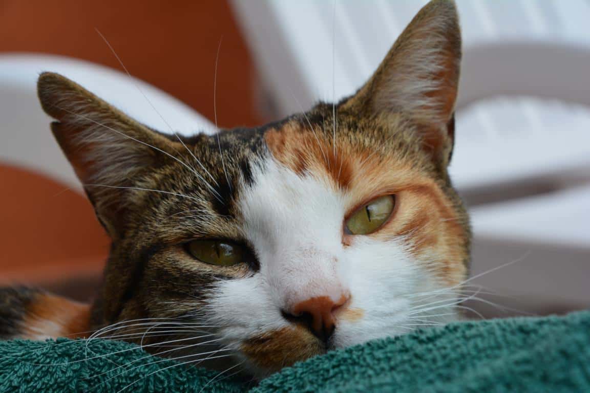 pet mania veterinario centro en adeje en santa cruz de tenerife principalImage ADOPTA Sitios Pet Friendly