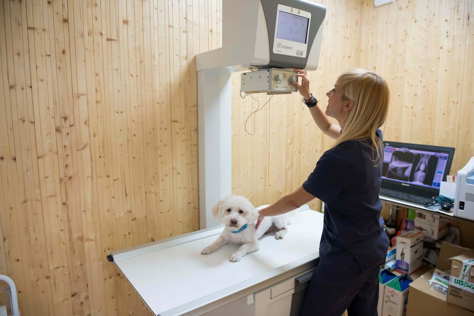 Dingo Clínica Veterinaria Tenerife sur