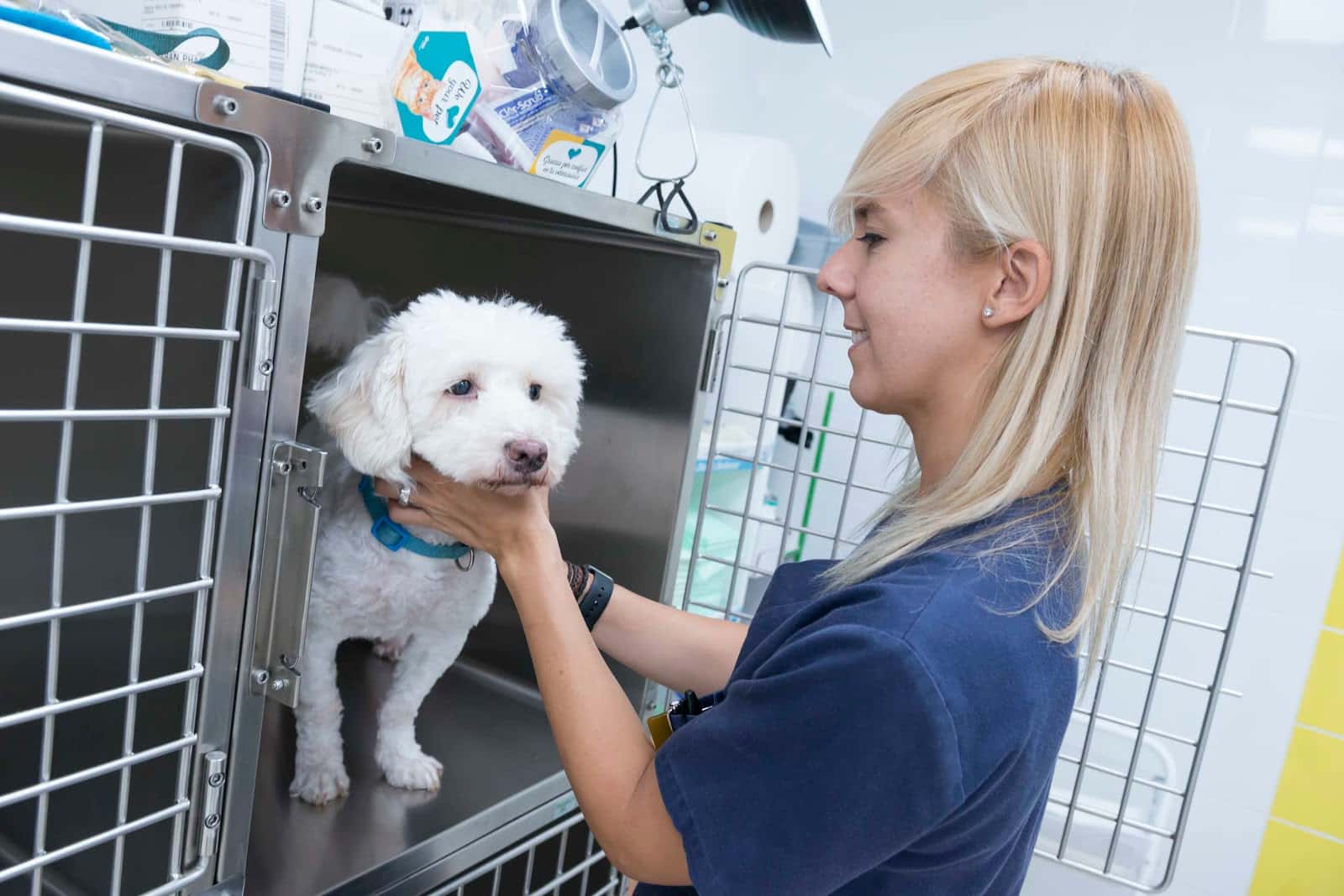 dingo clinica veterinaria tenerife sur veterinario clinica en adeje en santa cruz de tenerife principalImage ADOPTA Sitios Pet Friendly