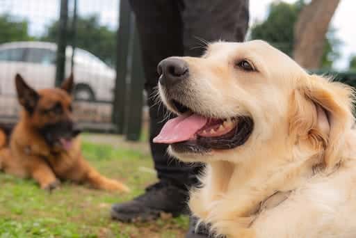 Don Perro - Veterinario - Adiestrador - Hotel canino en Tenerife
