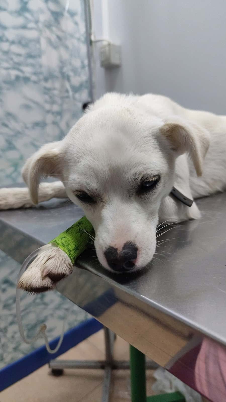 Consulta Veterinaria Guia de Isora