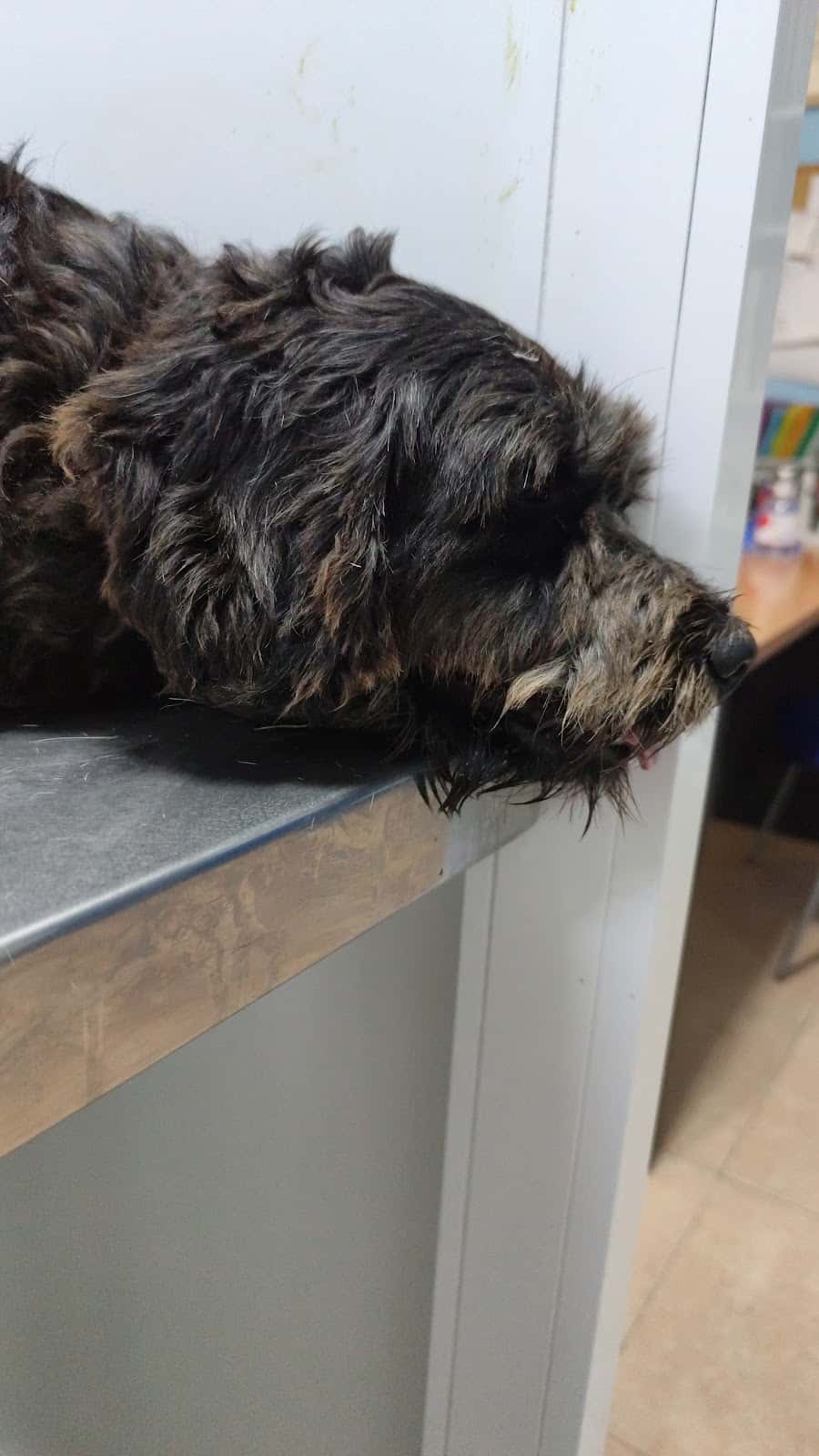 Consulta Veterinaria Guia de Isora