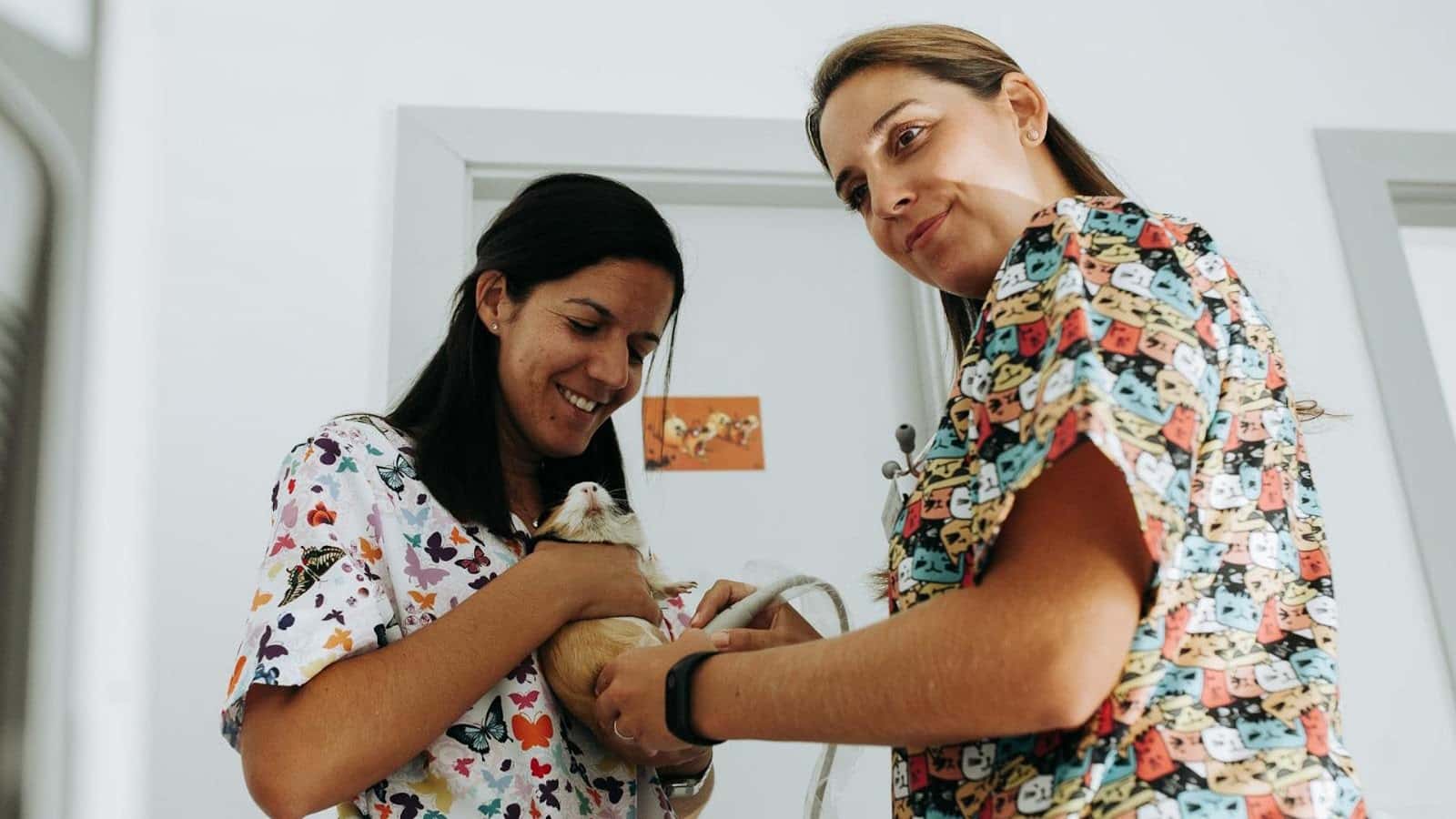clinica veterinaria okapi veterinario clinica en guia de isora en santa cruz de tenerife principalImage ADOPTA Sitios Pet Friendly