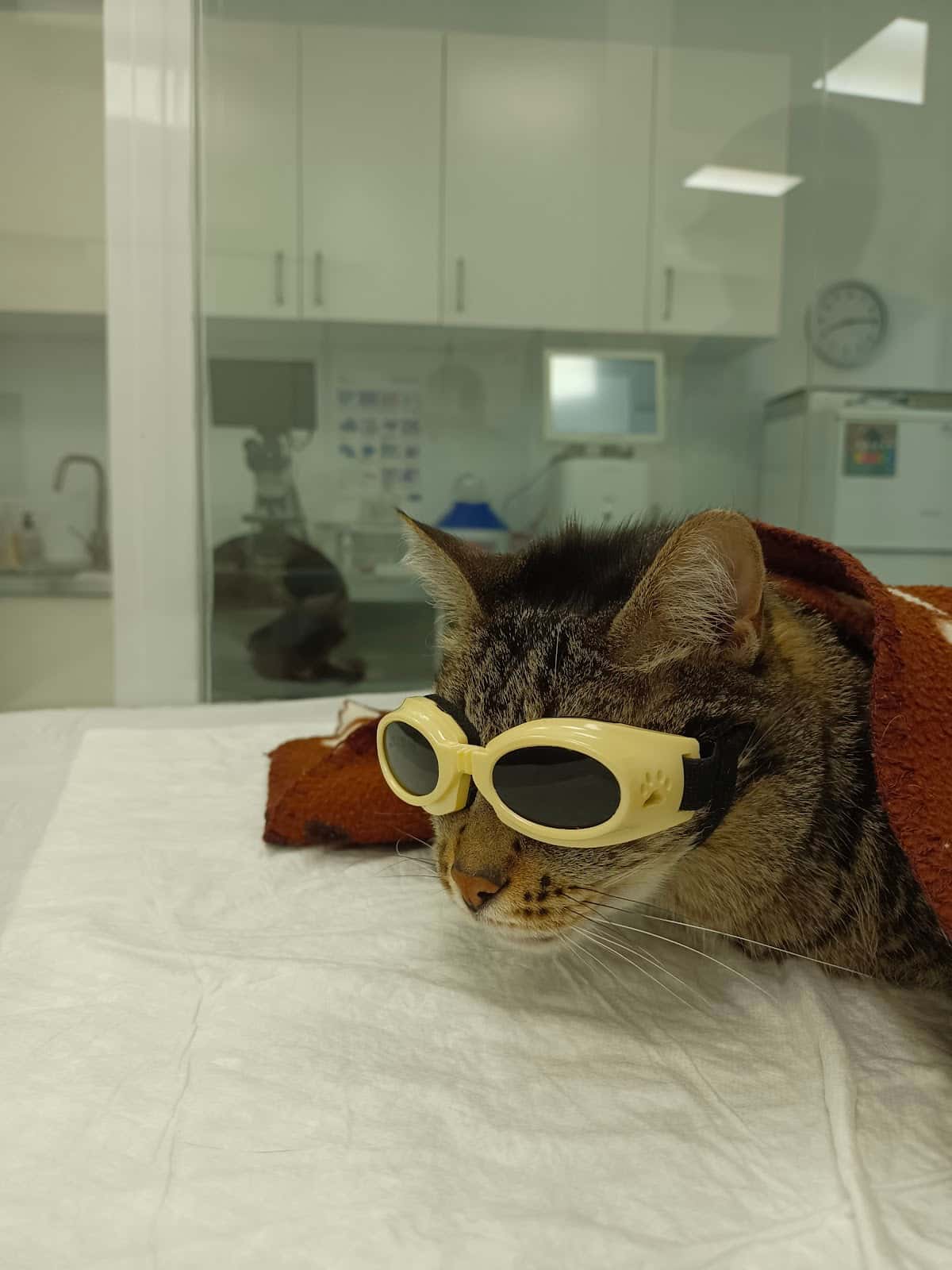 Clínica Veterinaria WECAN Playa San Juan