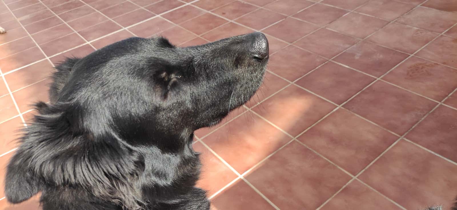 Clínica Veterinaria Morales