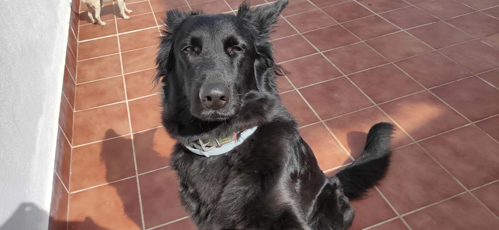 clinica veterinaria morales veterinario clinica en la laguna en santa cruz de tenerife principalImage ADOPTA Sitios Pet Friendly