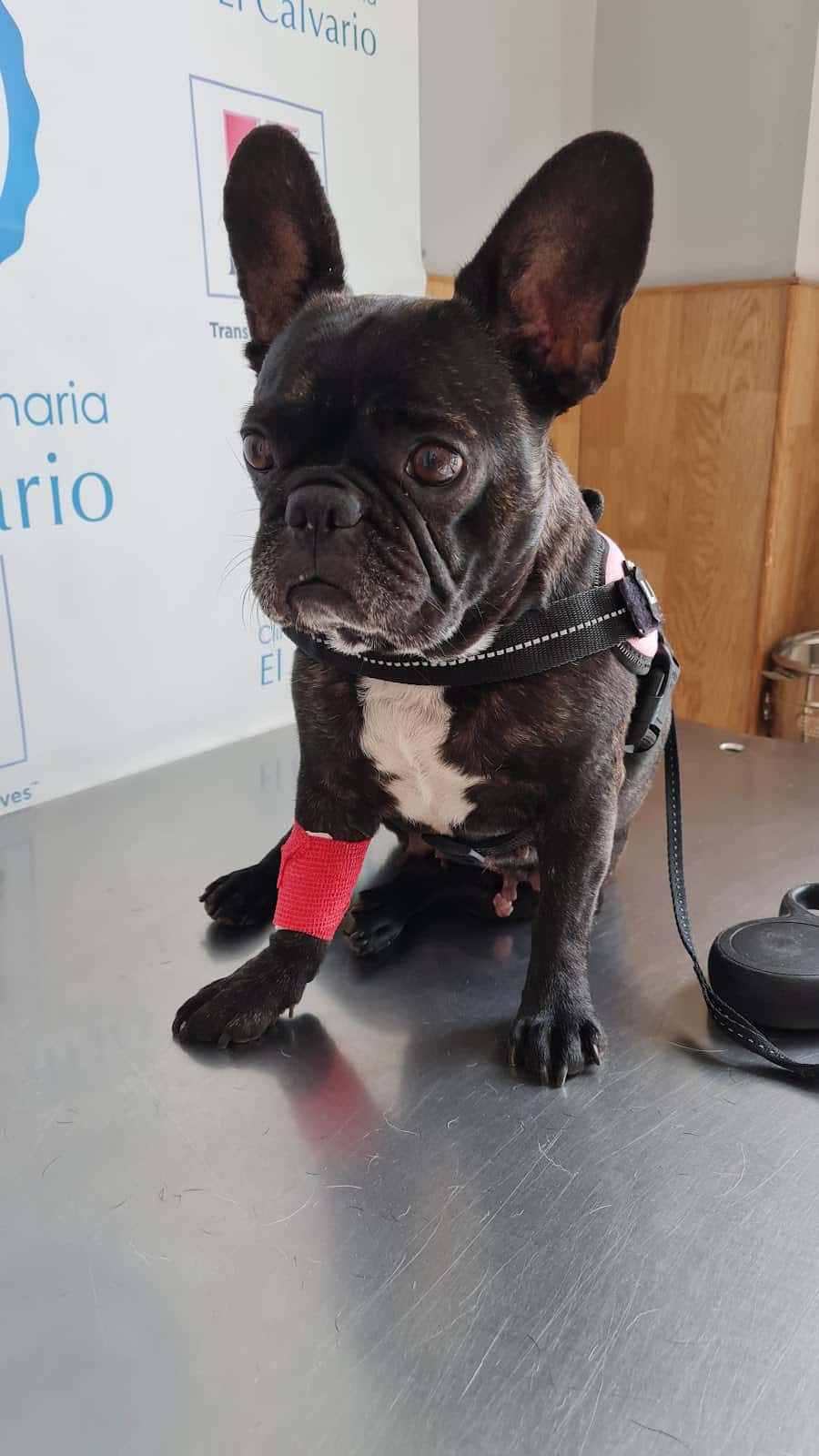 Clinica Veterinaria El Calvario