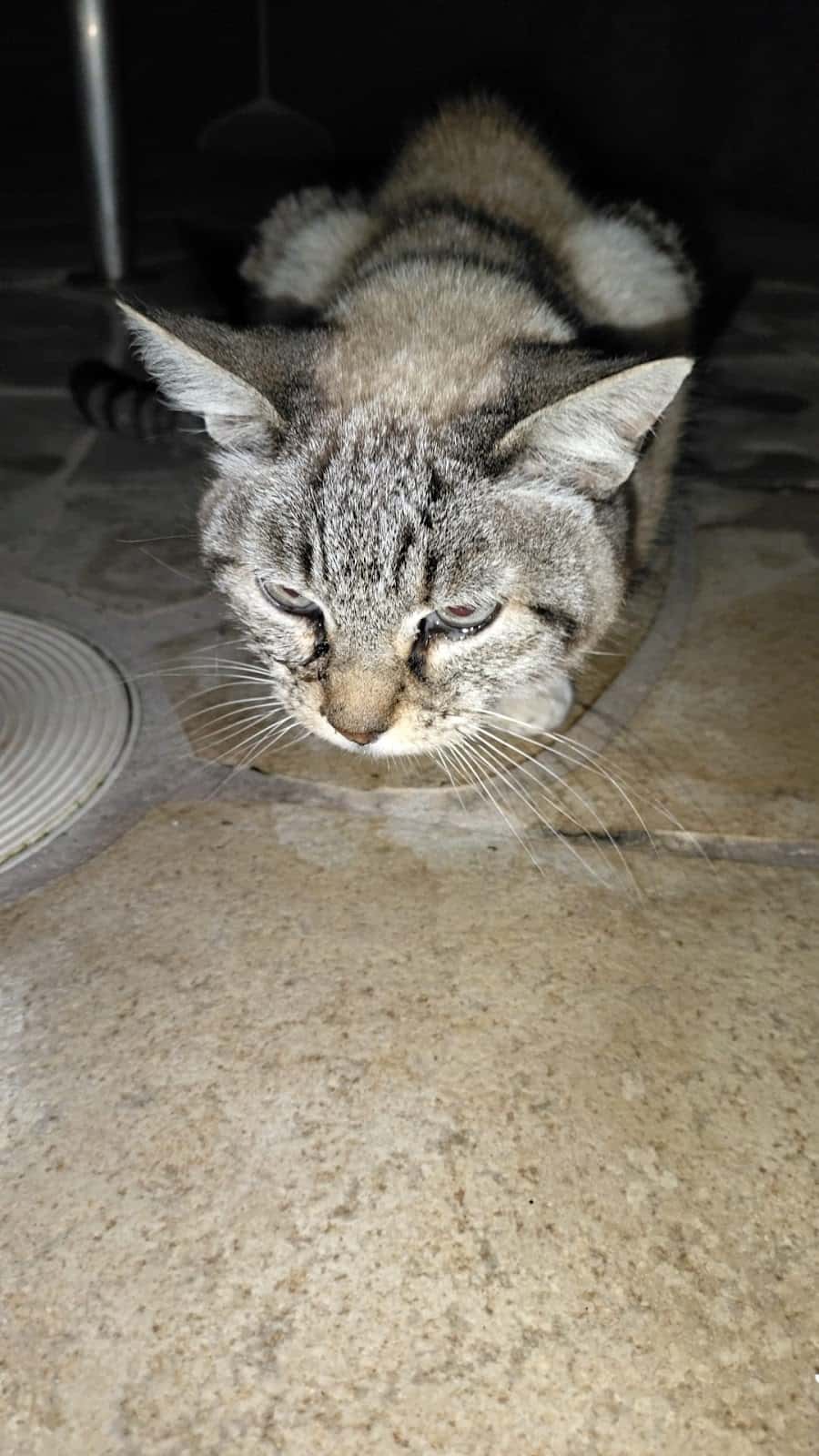 Clínica Veterinaria Tacoronte