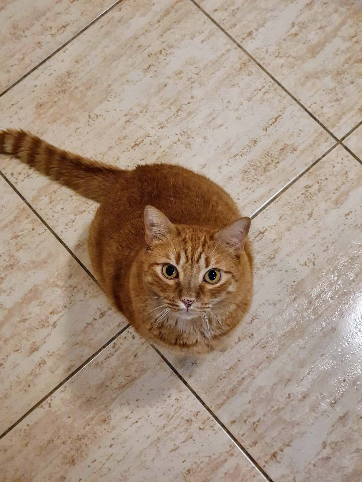 Clínica Veterinaria Tacoronte