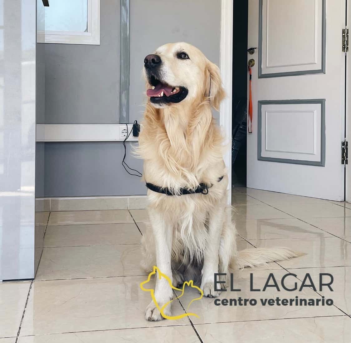 Centro Veterinario El Lagar