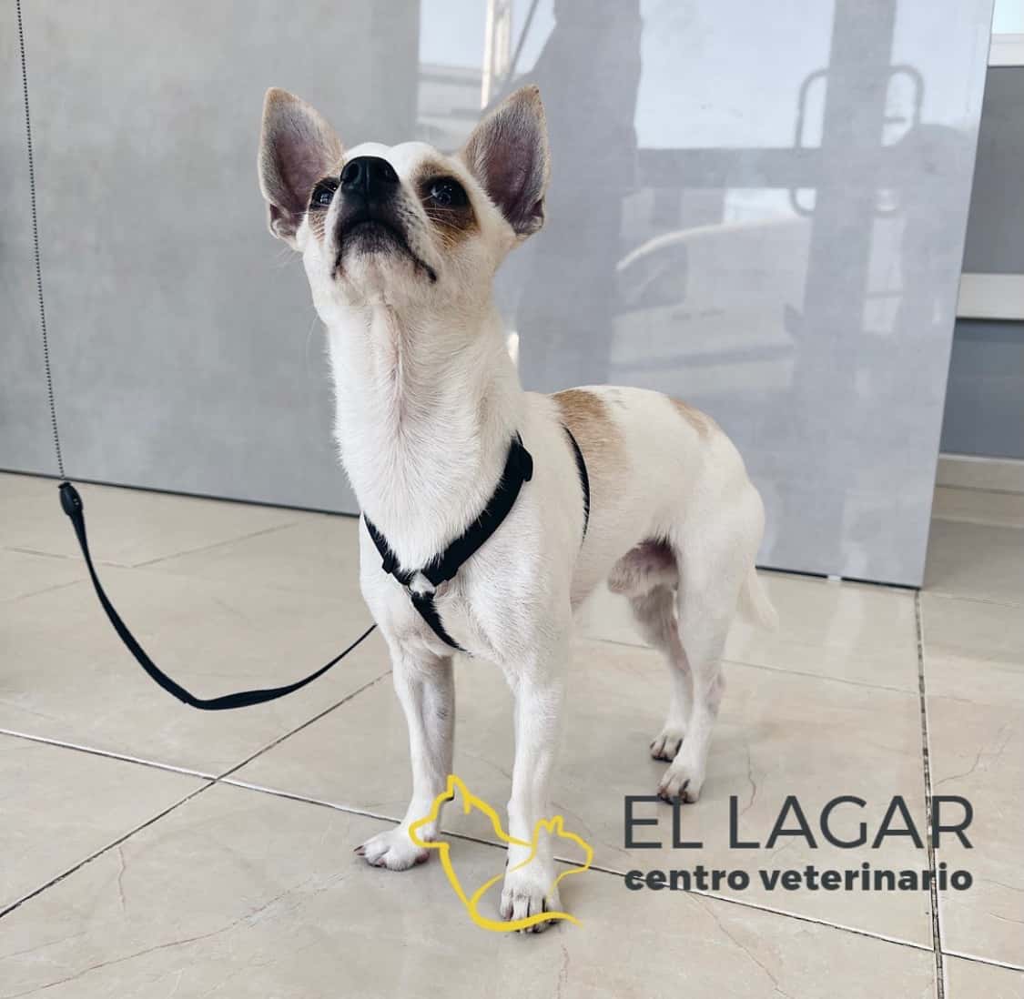 Centro Veterinario El Lagar