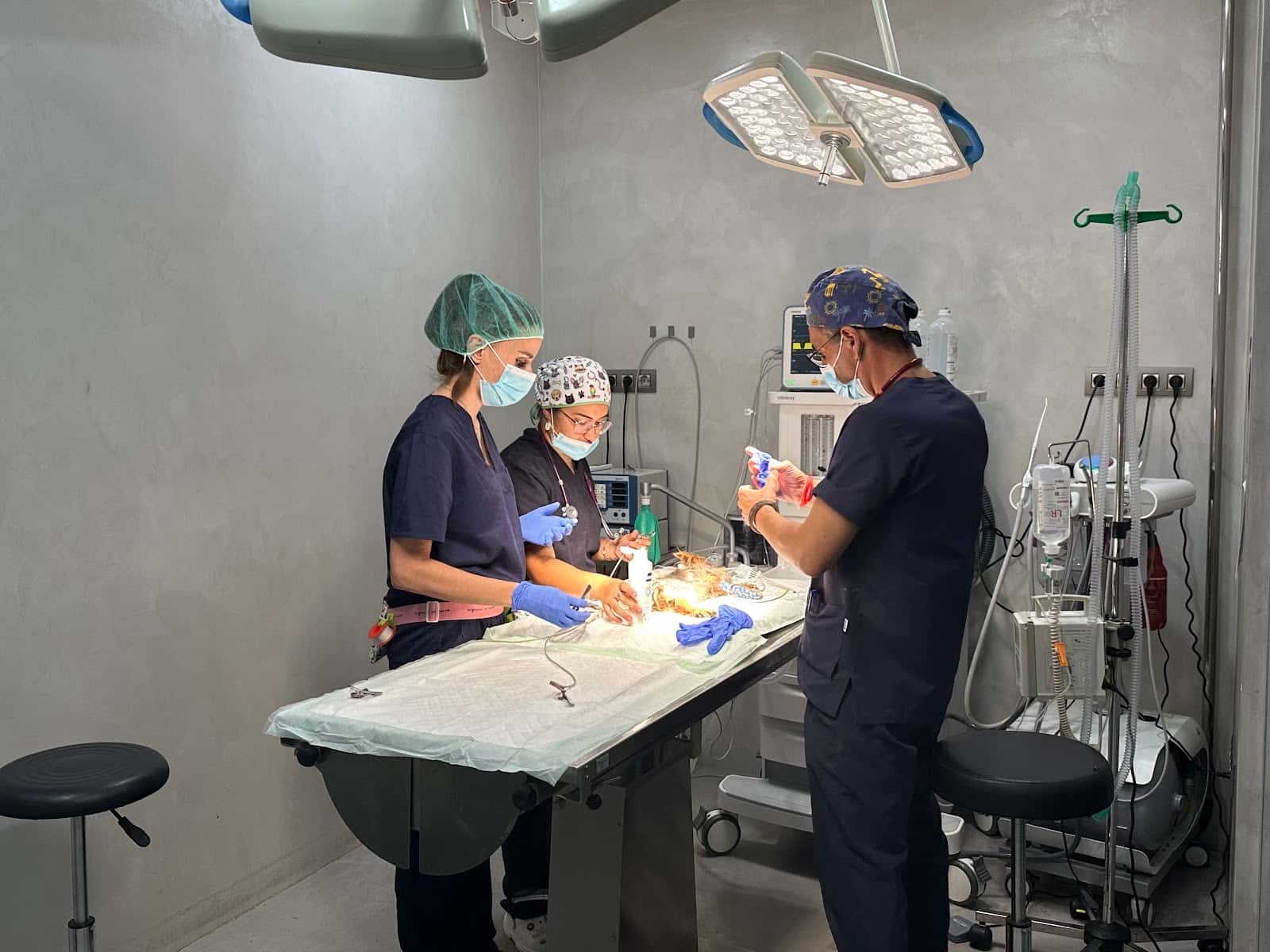 Hospital Veterinario Cruz Piedra