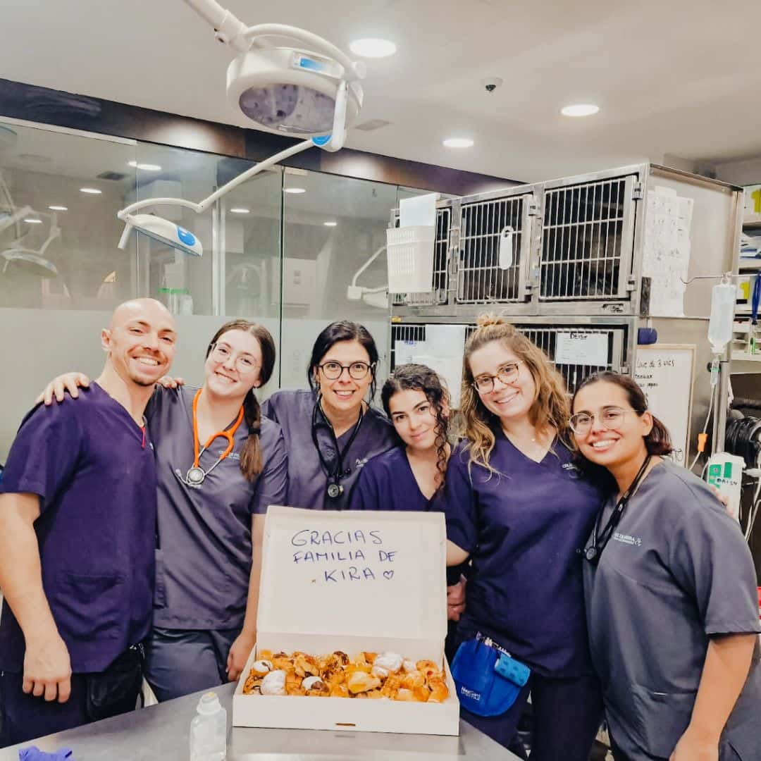 hospital veterinario cruz piedra veterinario hospital en la laguna en santa cruz de tenerife principalImage ADOPTA Sitios Pet Friendly