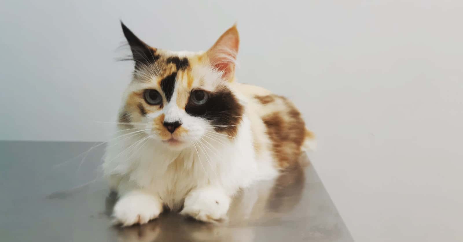 Veterinario Tejina